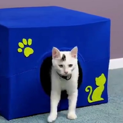 گربه