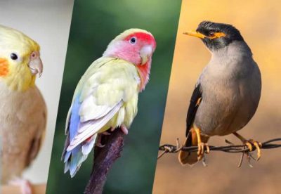 پرورش پرنده‌های زینتی یا حیوانات خانگی