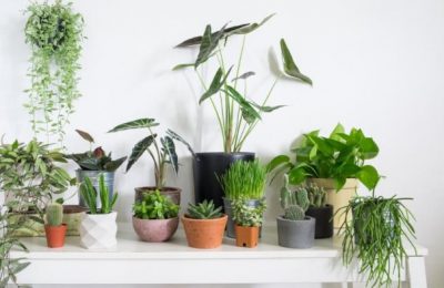 پرورش گیاهان زینتی آپارتمانی